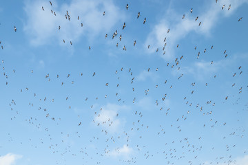 Obraz premium A big flock of barnacle gooses is flying on a blue sky background. Birds are preparing to migrate south.