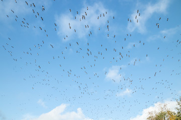 A big flock of barnacle gooses is flying on a blue sky background. Birds are preparing to migrate south.