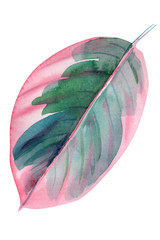 pink leaf on isolated white background, watercolor illustration, rose-painted calathea
