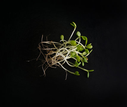 Red Clover Sprouts, Micro Green Healthy Eating Concept