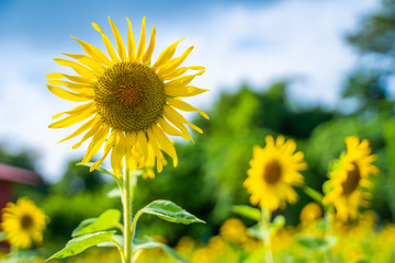 beautiful sunflower in sunflower garden