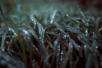 Soft focus background.Dewdrops on the grass in the early morning on an autumn cloudy day