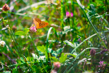 Closeup butterfly on flower, butterfly spread the wings and blurry background
