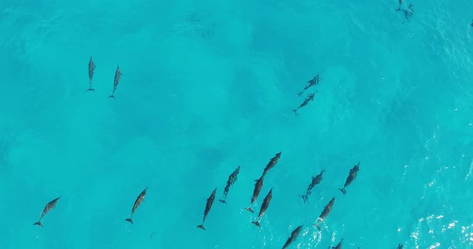 A group of dolphins swimming in the ocean aerial view, Maldives
