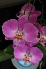 nature flower pink orchid beauty