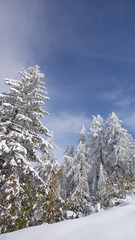 Fototapeta na wymiar verschneite Bäume im Winter