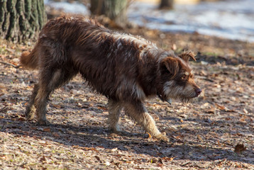 The dog walks on the ground