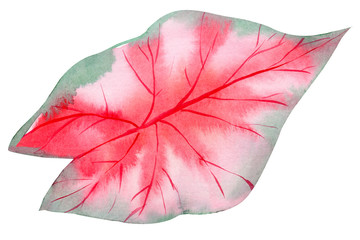 Pink tropical leaf on isolated white background, watercolor illustration, hand drawing