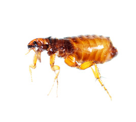 Flea isolated on a white background