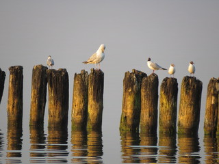 Gulls sitting on the breakwater. A view of the calm sea. Baltic Sea (Chalupy), Hel Peninsula.