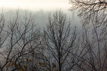 Bare tree branches in the fog at dawn