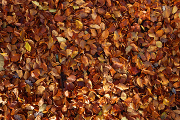Autumn Leafs texture