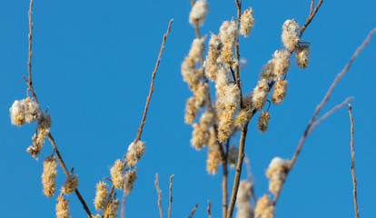 Dry grass in the snow in winter at dawn