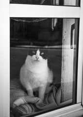 Gato sentado detras de una ventana mirando a camara 
