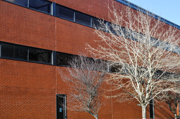 A gray tree without leaves on a background of the red brick wall of a modern house. Aveiro....