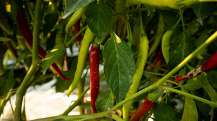 Chili cultivation, one of agriculture with good business value. Looks fertile with maximum care