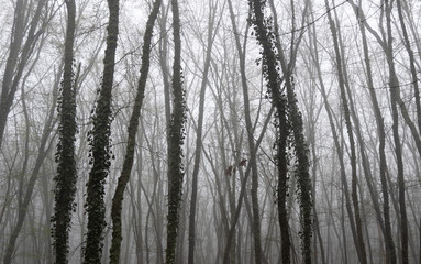 Fog in the spring forest after rain