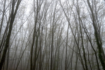 Mysterious forest in the fog. Trunks and tree branches in the spring in the mountains