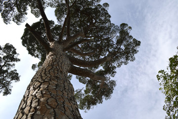 Beautiful tree with a round crown in the Crimean Park 