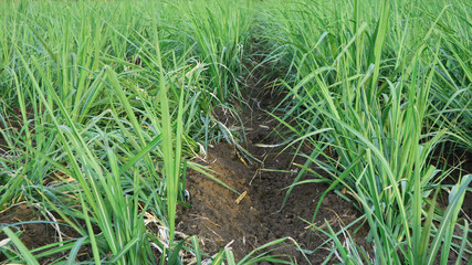 Obraz premium Expanse of sugar cane is about 3 months old. Basic ingredients for making sugar and other sweeteners with good business value