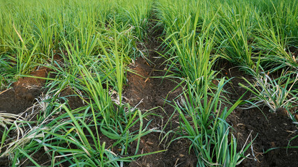 Expanse of sugar cane is about 3 months old. Basic ingredients for making sugar and other sweeteners with good business value