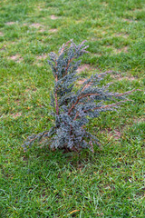 landscape design. evergreen shrubs - juniper bush on the lawn.