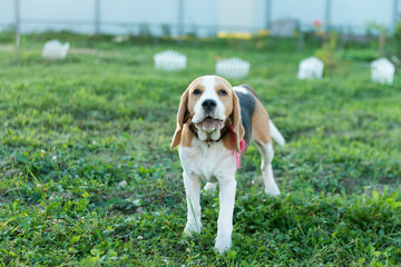 Cute beagle portrait