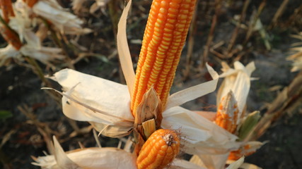Corn is dried on the trunk before being harvested and transported home