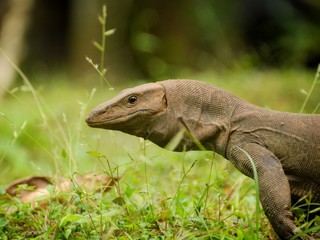 lizard on rock