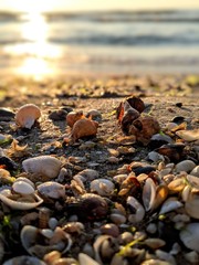 Seashells on the beach with sunrise bokeh