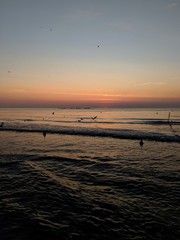 Seagulls hunting for food upon sunrise