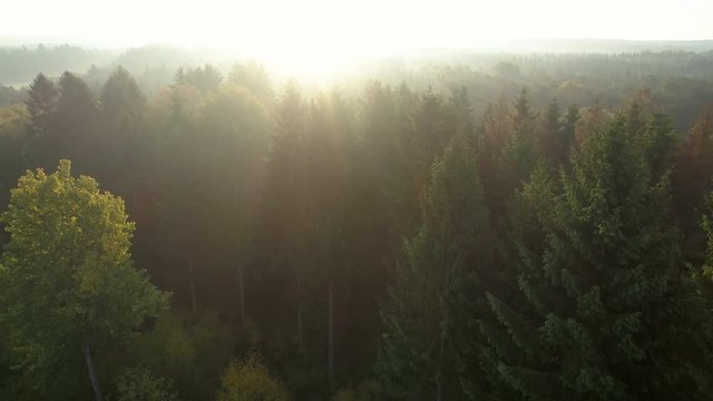 Sunrise over misty morning forest aerial flight view. Drone shot flying over foggy European green pine and deciduous trees in the autumn. Majestic fall nature background in 4K resolution