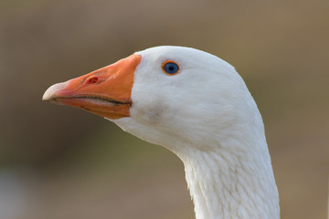 White domestic goose portrait