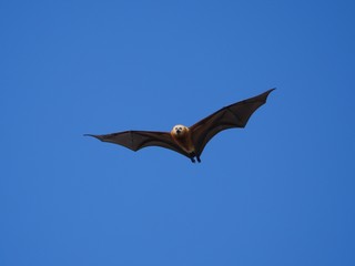 Greater Mascarene flying fox in blue sky