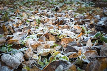the frozen leaves and tree branches sparkling ice