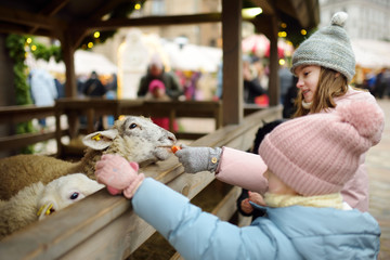 Two cute young sisters having fun feeding sheep in a small petting zoo on traditional Christmas...