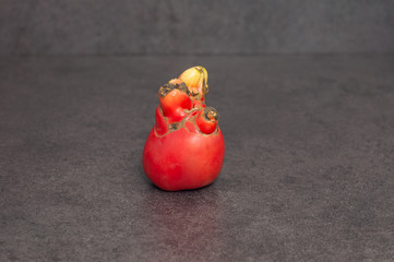 Ugly ripe tomato on grey background. Copy space