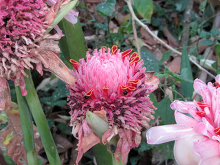 Red spider chrysanthemum, on a background with leaves. Picking flowers