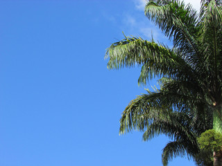 Palm tree tropical scenery under a blue sky with clouds. Vacation concept, beach holiday.