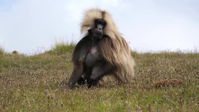 Close up of large male Gelada Baboon grazing and scratching himself in the Semien Mountains