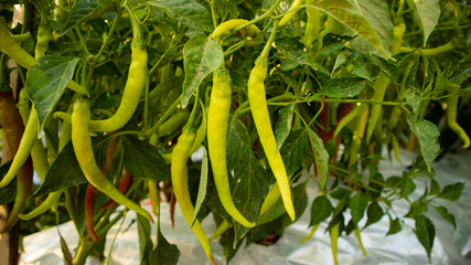 Chili cultivation, one of agriculture with good business value. Looks fertile with maximum care