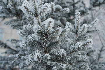 Fir tree branch covered with snow. winter, frosty day