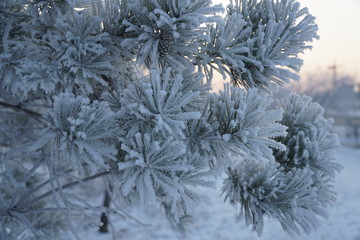 Fir tree branch covered with snow. winter, frosty day