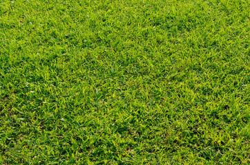 Green grass pattern and texture for background. Close-up