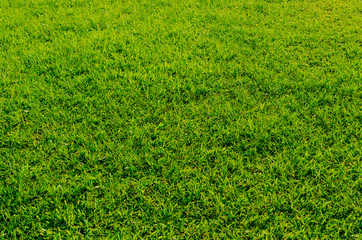 Green grass pattern and texture for background. Close-up