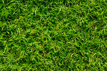 Green grass pattern and texture for background. Close-up