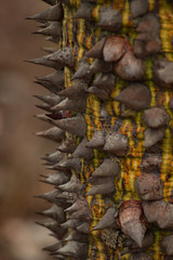 Selective focus on thorns of the floss tree trunk. Ceiba speciosa. Kittle concept.