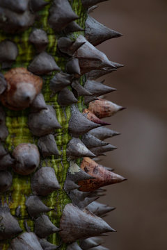 Selective focus on thorns of the floss tree trunk. Ceiba speciosa. Kittle concept.