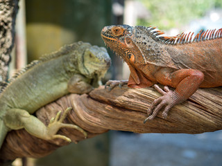 Bali, Indonesia., november 2019: Big bright orange iguana in the Park of reptilies