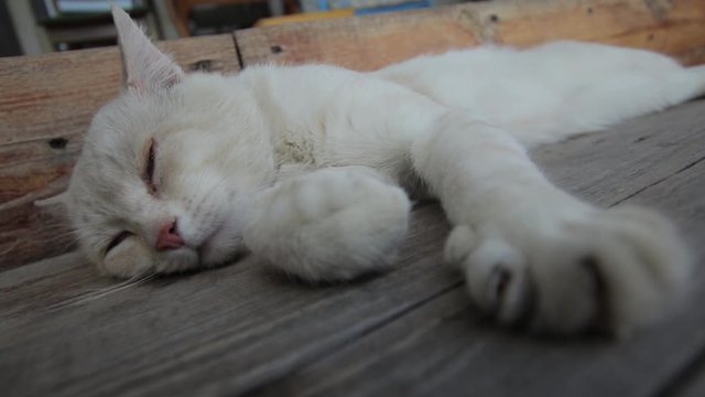 Light red tabby cat sleeps on a wooden porch and squeeze its paw (1080p,   25fps)